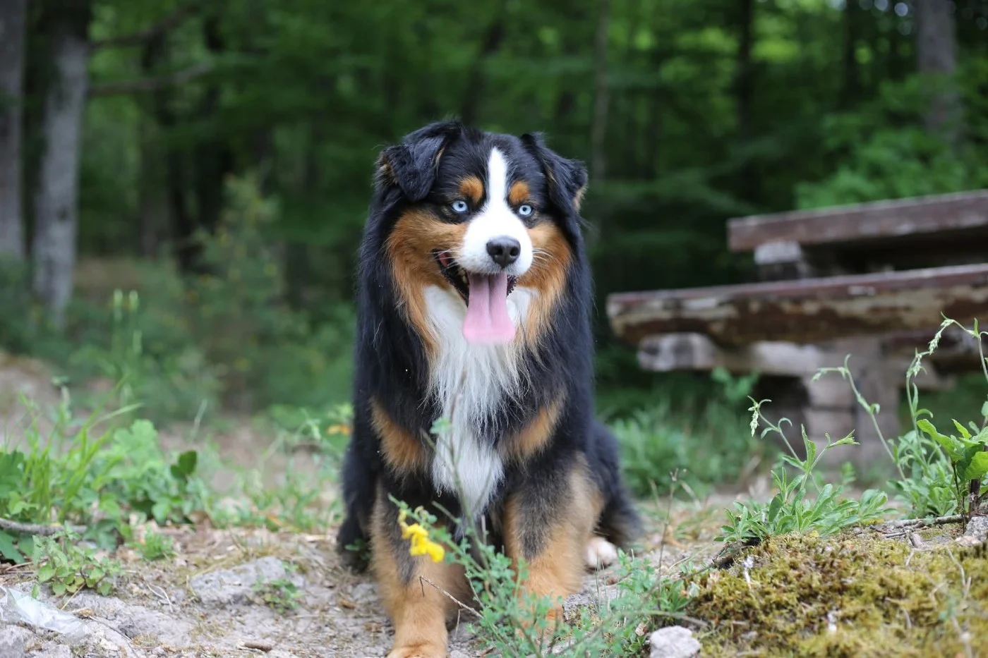 Berger Américain Miniature (Mini American Shepherd) — Mâle
