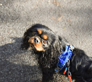 Cavalier King Charles