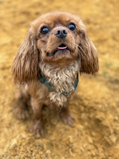 Cavalier King Charles Spaniel — Femelle