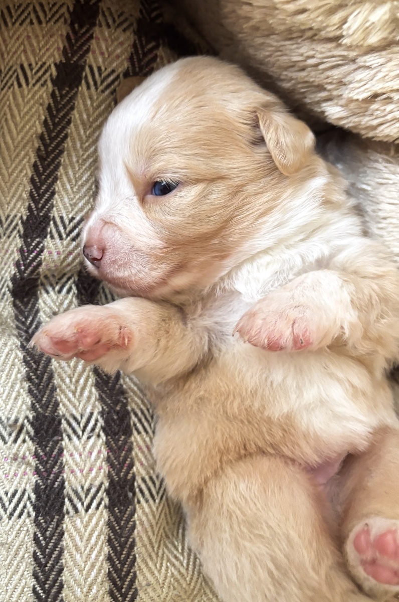 Toffee (Logan) - RESERVE